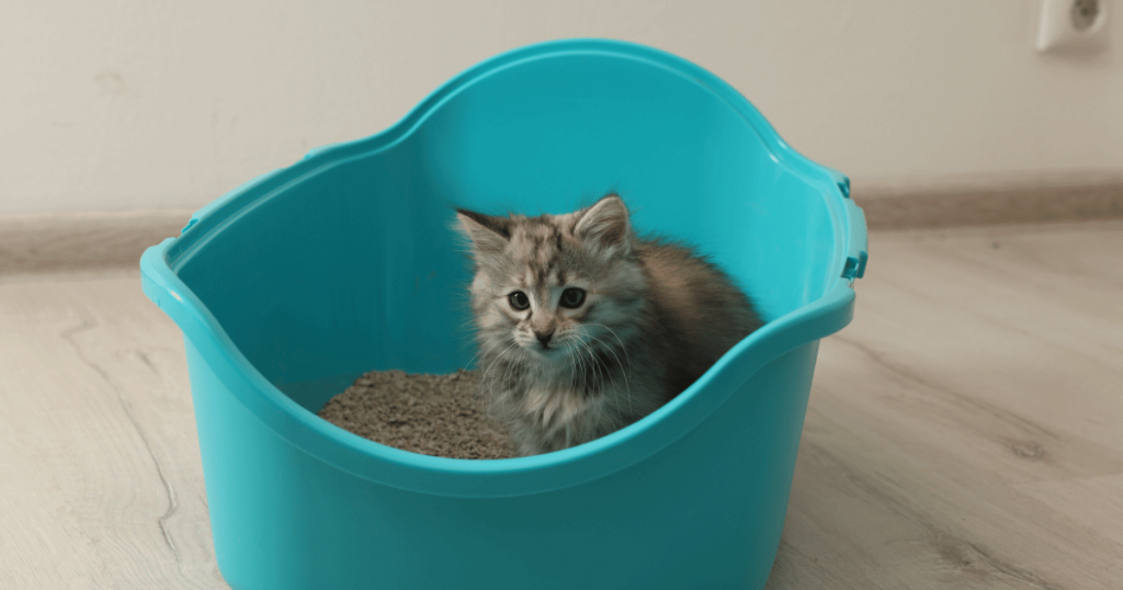 how to get adopted cat to use litter box