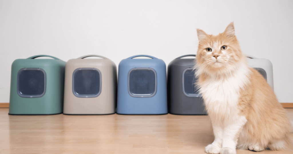 Orange cat in front of several litter boxes