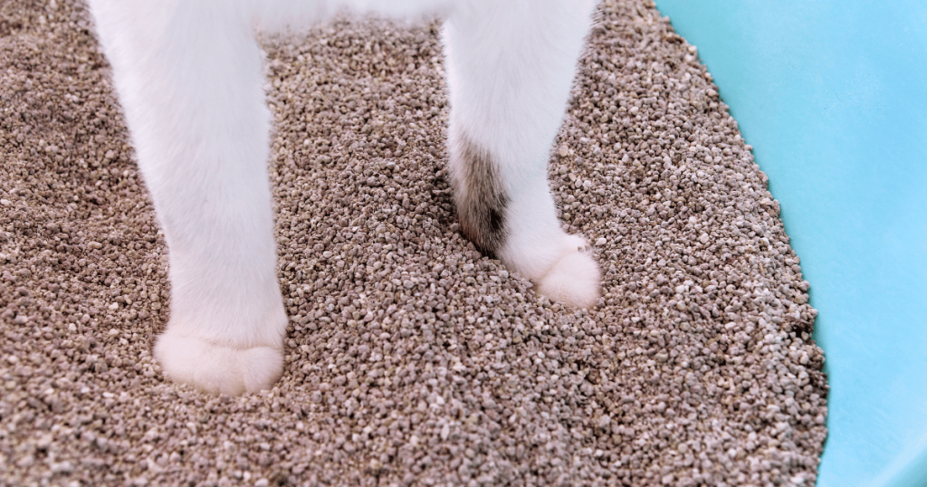How to Reduce Cat Litter Box Odor