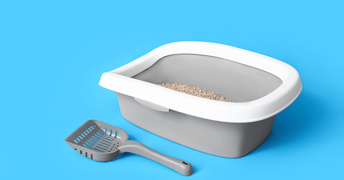 How to Move Your Cat’s Litter Box A StepbyStep Process