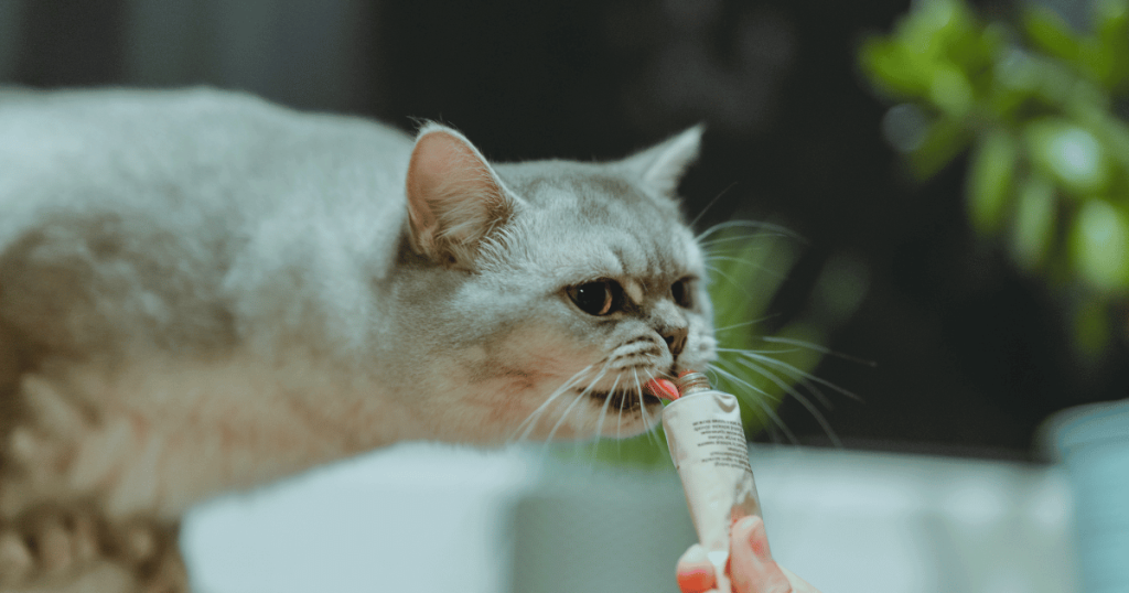 Cat receiving a treat