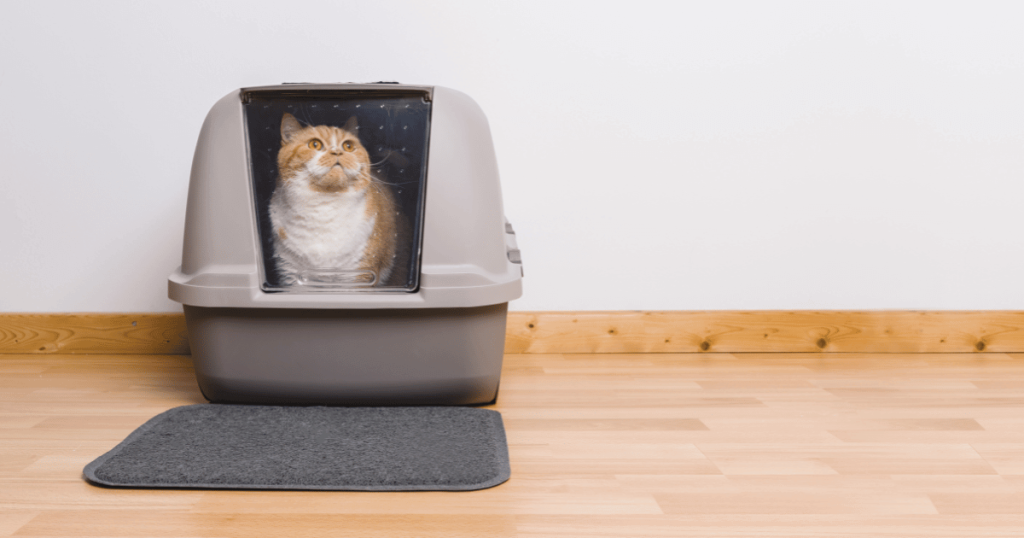 Cat getting used to their new litter box